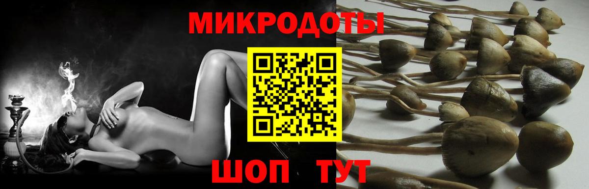 Галлюциногенные грибы Psilocybe Минусинск